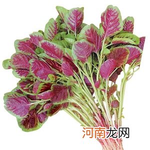 正宗凉拌苋菜 苋菜的做法