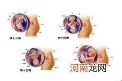 孕期各月胎儿发育特征