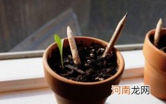 Sprout Pencil：能长出绿芽的铅笔头