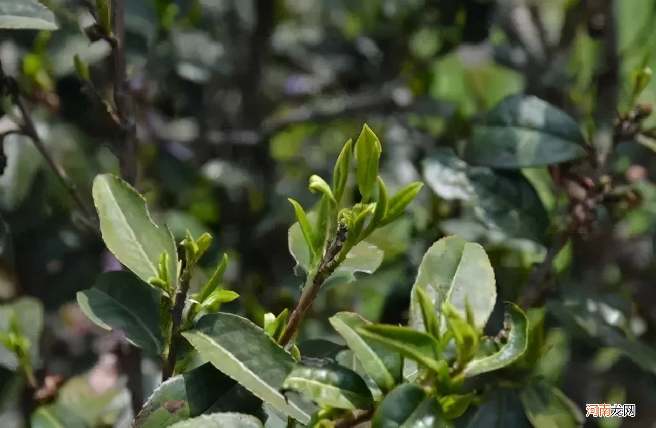 老枞红茶简介及图片