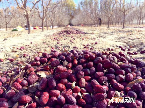 中国早熟红枣之乡是哪里 中国早熟红枣之乡在什么地方