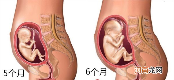 怀孕1～10月肚子变化 图文解读胎儿发育全过程