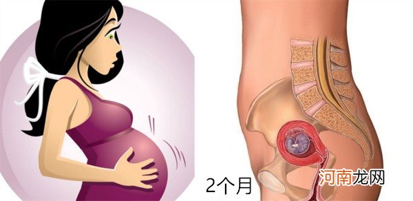 怀孕1～10月肚子变化 图文解读胎儿发育全过程