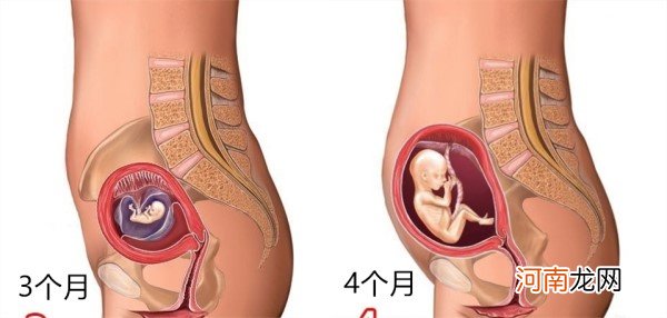 怀孕1～10月肚子变化 图文解读胎儿发育全过程