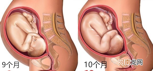 怀孕1～10月肚子变化 图文解读胎儿发育全过程