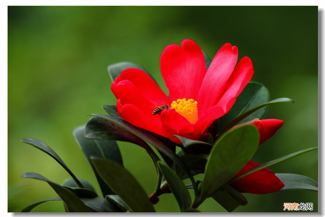 四季茶花和普通茶花一样吗？