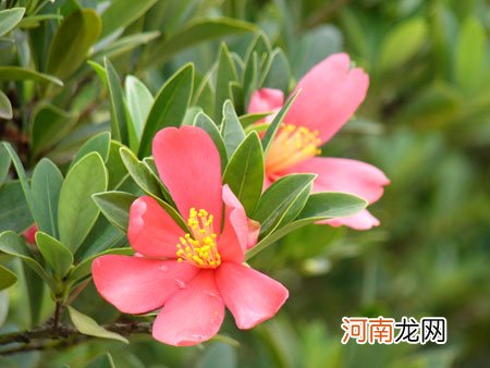 四季茶花和普通茶花一样吗？