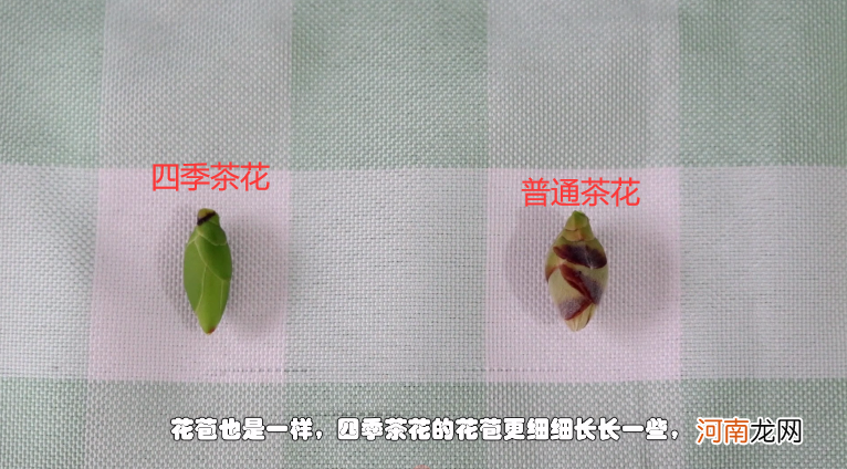 四季茶花和普通茶花一样吗？