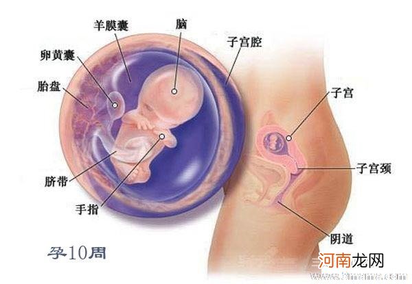 怀孕9周胎儿的发育状况