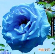 不同数量的蓝色妖姬玫瑰花花语