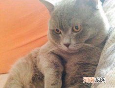 猫怀孕75天没有生产迹象