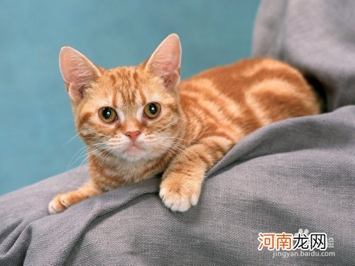 猫怀孕多久能看出来