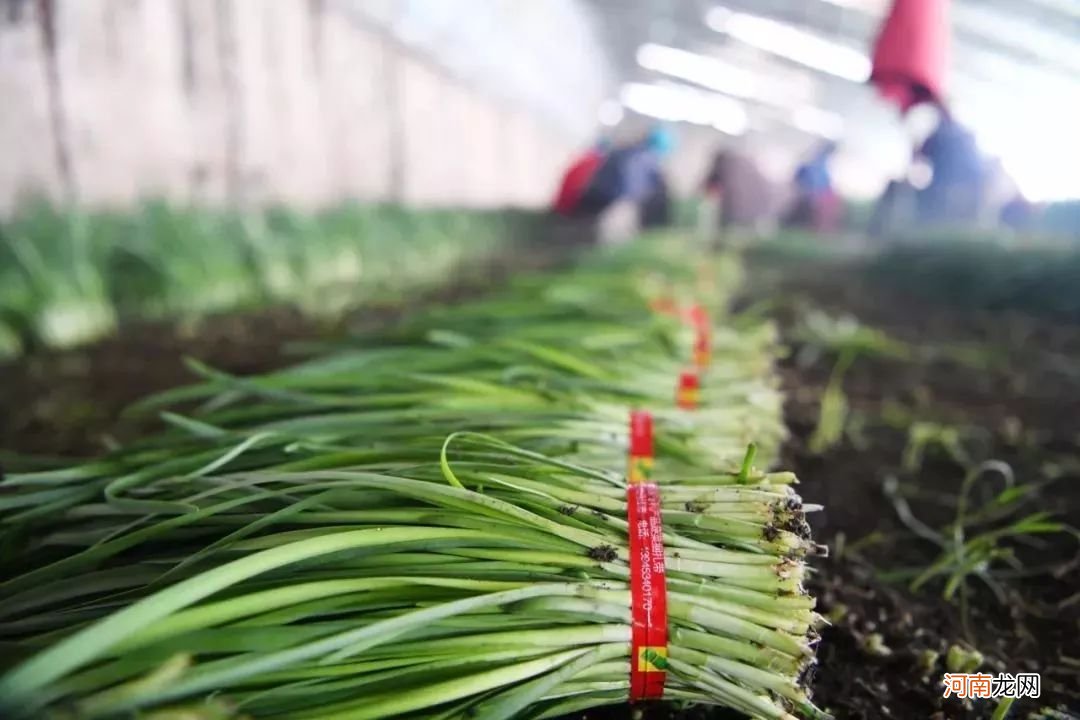 韭菜最好吃的5种做法 韭菜的做法