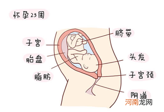 怀孕1一40周全过程图 史上最全的高清胎儿发育图