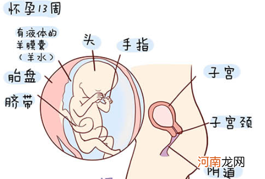 怀孕1一40周全过程图 史上最全的高清胎儿发育图