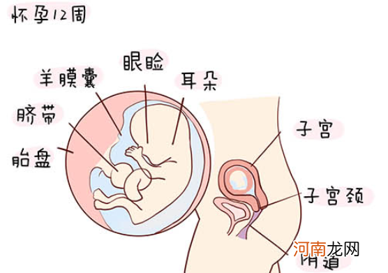 怀孕1一40周全过程图 史上最全的高清胎儿发育图