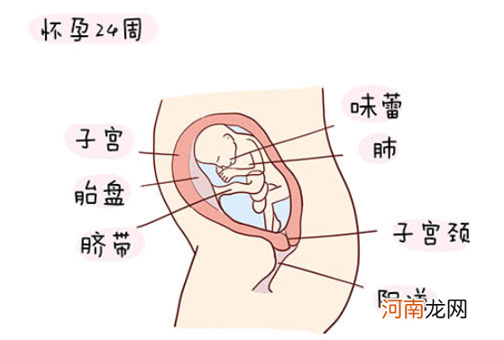 怀孕1一40周全过程图 史上最全的高清胎儿发育图