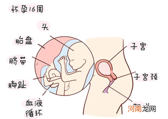 怀孕1一40周全过程图 史上最全的高清胎儿发育图