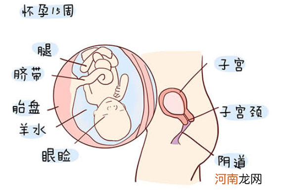 怀孕1一40周全过程图 史上最全的高清胎儿发育图