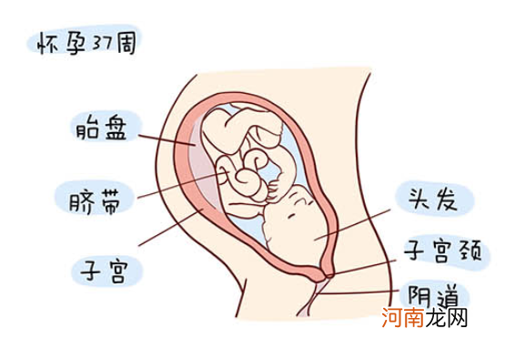 怀孕1一40周全过程图 史上最全的高清胎儿发育图