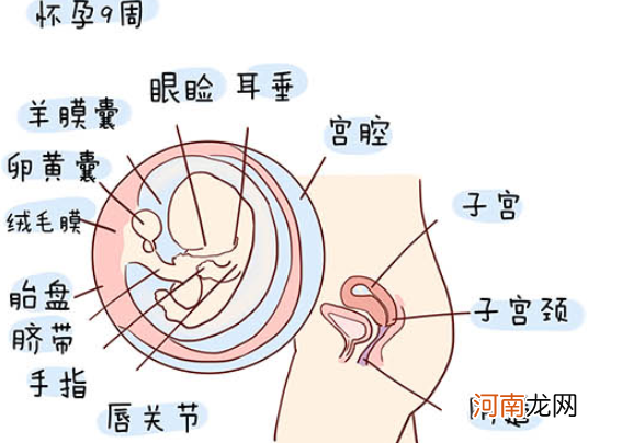 怀孕1一40周全过程图 史上最全的高清胎儿发育图