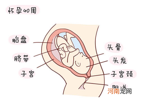 怀孕1一40周全过程图 史上最全的高清胎儿发育图