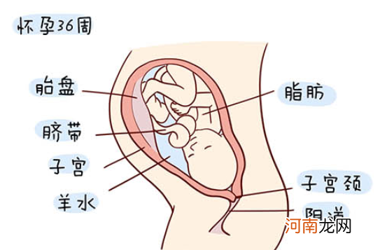 怀孕1一40周全过程图 史上最全的高清胎儿发育图