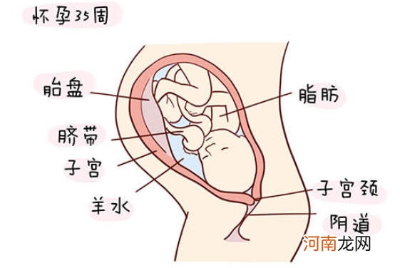 怀孕1一40周全过程图 史上最全的高清胎儿发育图