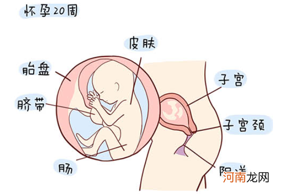 怀孕1一40周全过程图 史上最全的高清胎儿发育图