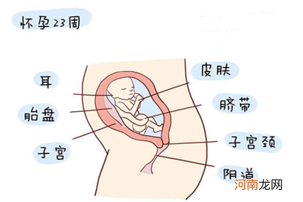 怀孕1一40周全过程图 史上最全的高清胎儿发育图