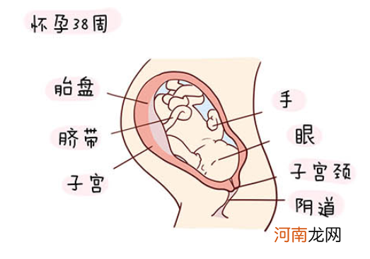 怀孕1一40周全过程图 史上最全的高清胎儿发育图