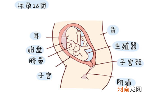 怀孕1一40周全过程图 史上最全的高清胎儿发育图