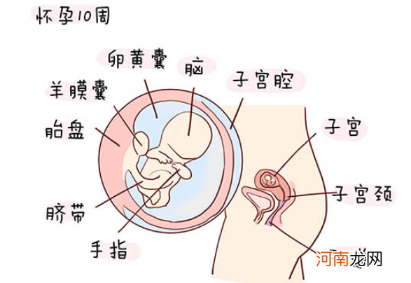 怀孕1一40周全过程图 史上最全的高清胎儿发育图