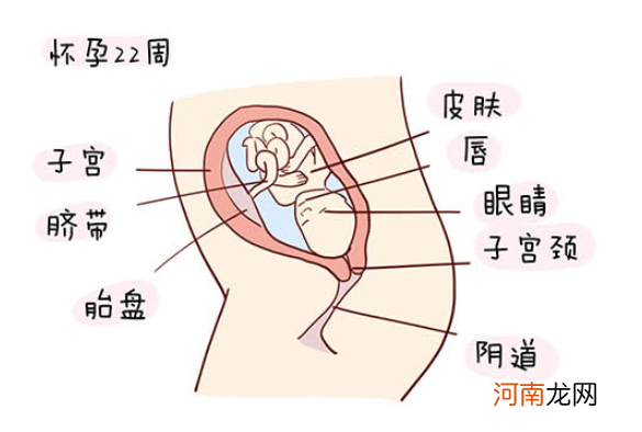 怀孕1一40周全过程图 史上最全的高清胎儿发育图