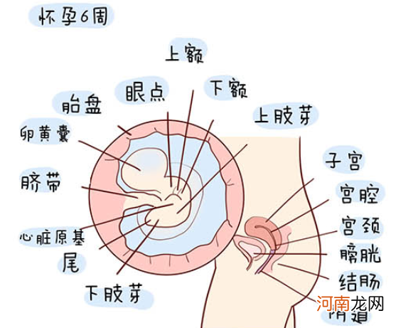 怀孕1一40周全过程图 史上最全的高清胎儿发育图