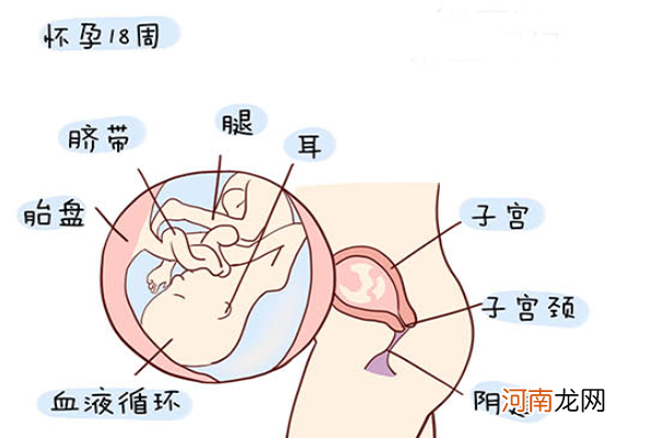 怀孕1一40周全过程图 史上最全的高清胎儿发育图