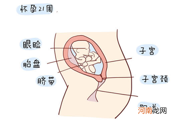 怀孕1一40周全过程图 史上最全的高清胎儿发育图