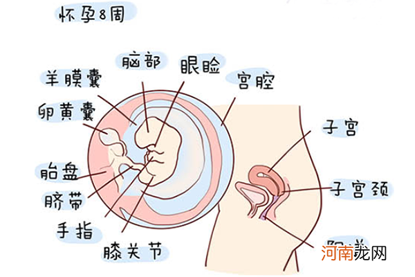 怀孕1一40周全过程图 史上最全的高清胎儿发育图