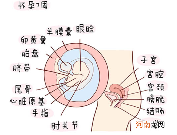 怀孕1一40周全过程图 史上最全的高清胎儿发育图