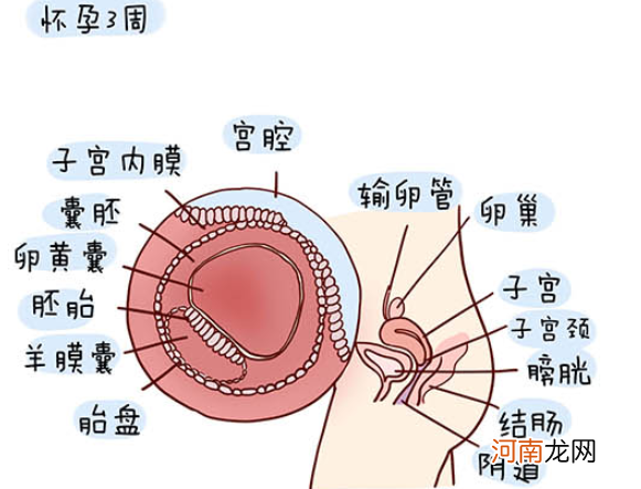 怀孕1一40周全过程图 史上最全的高清胎儿发育图