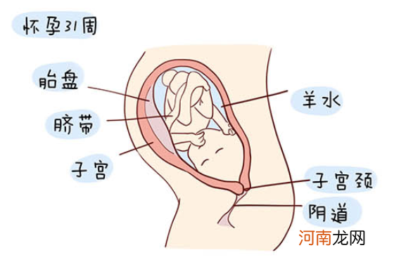 怀孕1一40周全过程图 史上最全的高清胎儿发育图