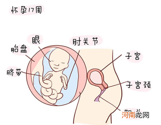 怀孕1一40周全过程图 史上最全的高清胎儿发育图