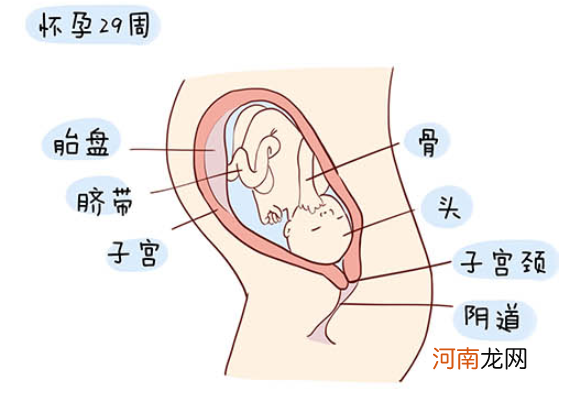 怀孕1一40周全过程图 史上最全的高清胎儿发育图