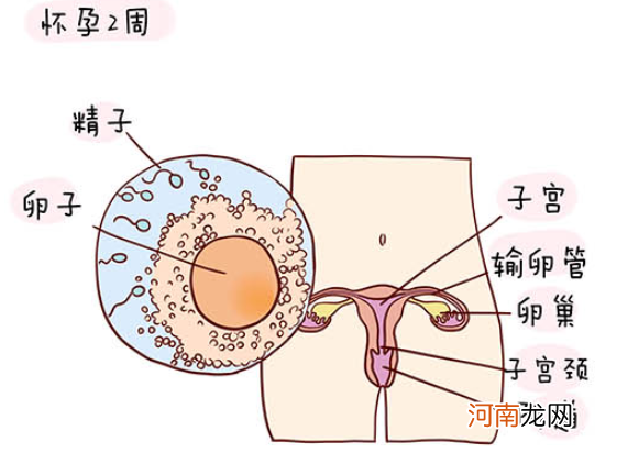 怀孕1一40周全过程图 史上最全的高清胎儿发育图