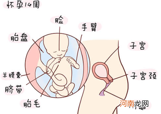 怀孕1一40周全过程图 史上最全的高清胎儿发育图