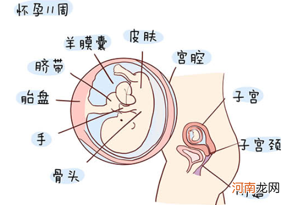 怀孕1一40周全过程图 史上最全的高清胎儿发育图