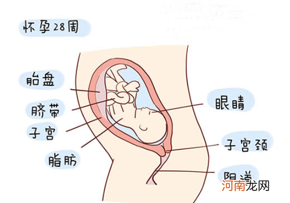 怀孕1一40周全过程图 史上最全的高清胎儿发育图