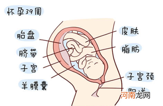 怀孕1一40周全过程图 史上最全的高清胎儿发育图