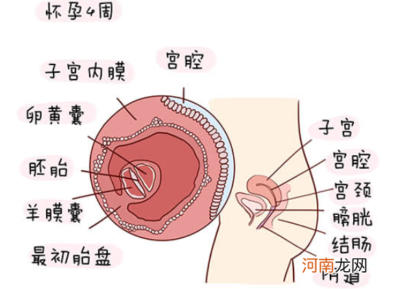 怀孕1一40周全过程图 史上最全的高清胎儿发育图