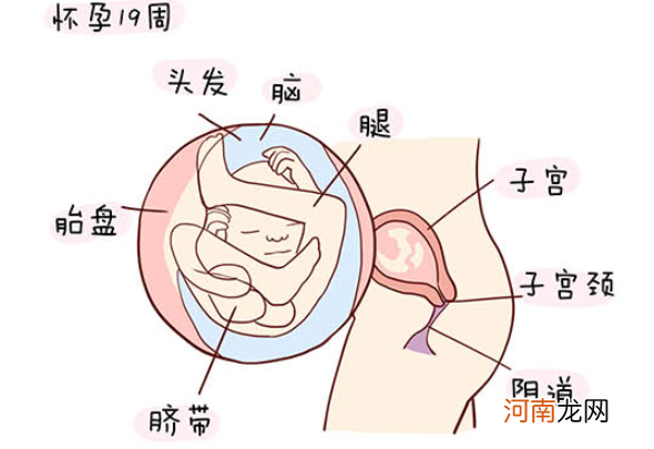 怀孕1一40周全过程图 史上最全的高清胎儿发育图